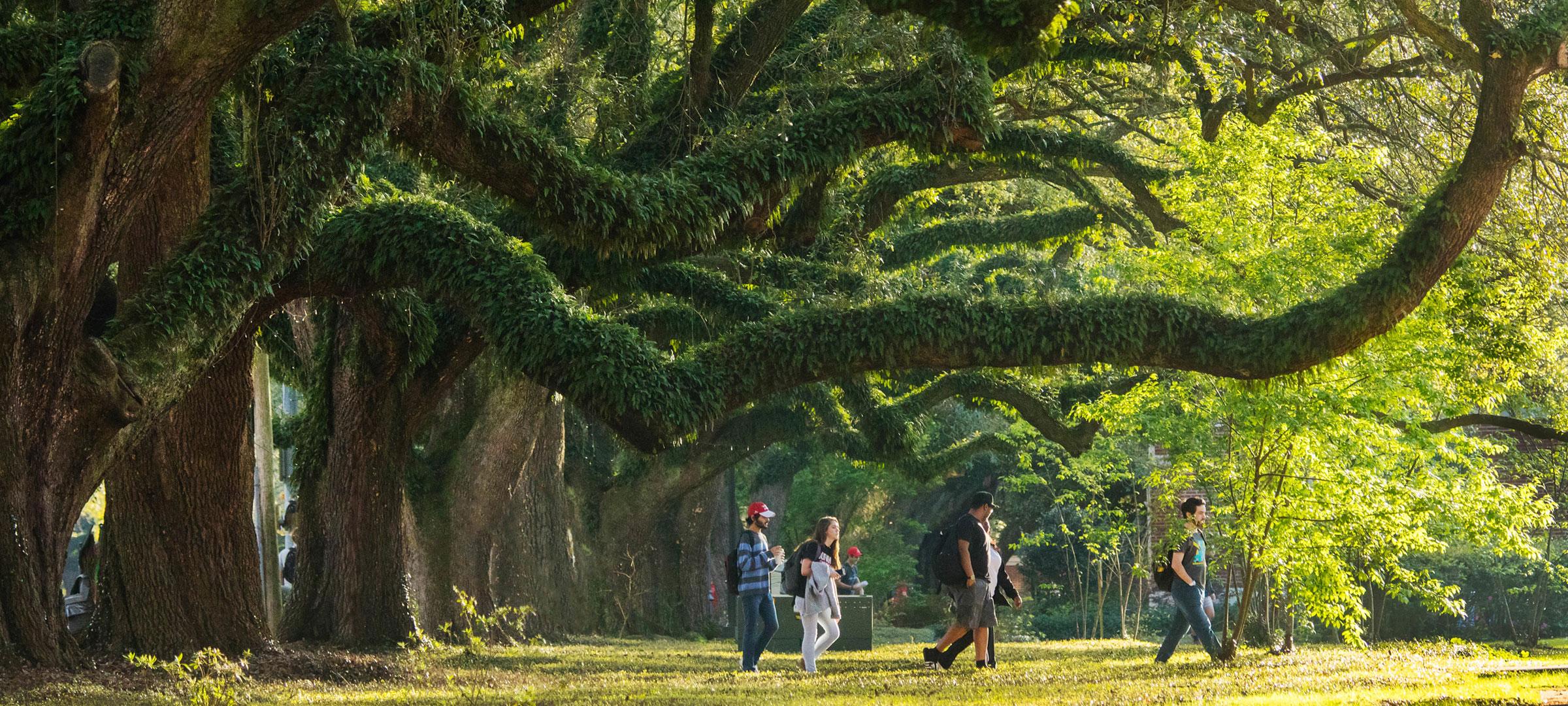 University of Louisiana at Lafayette students walking under the large oak trees on campus